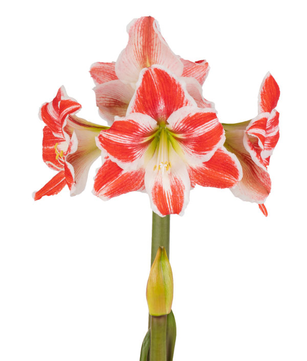 kaksivärinen amaryllis