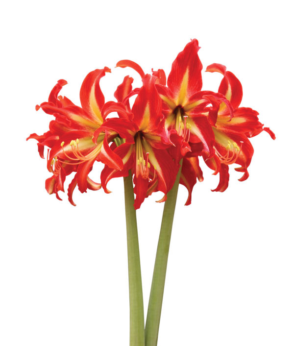 punavalkoinen amaryllis