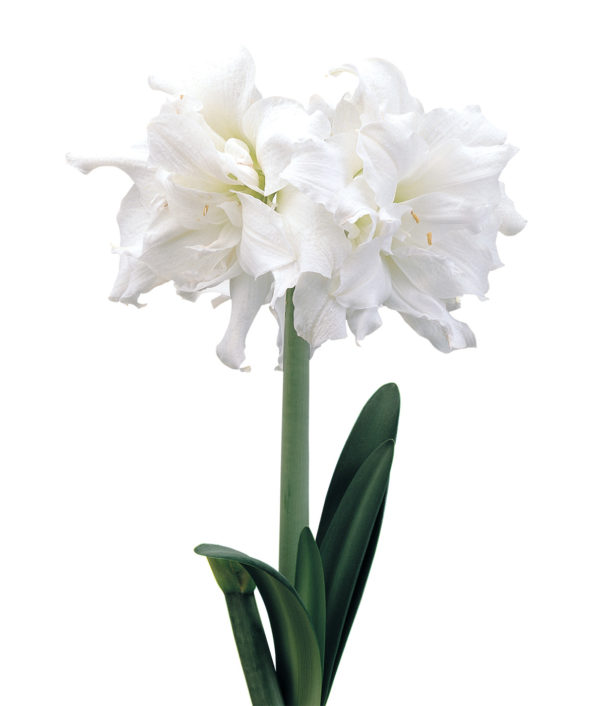 valkoinen kerrottu kukkainen amaryllis