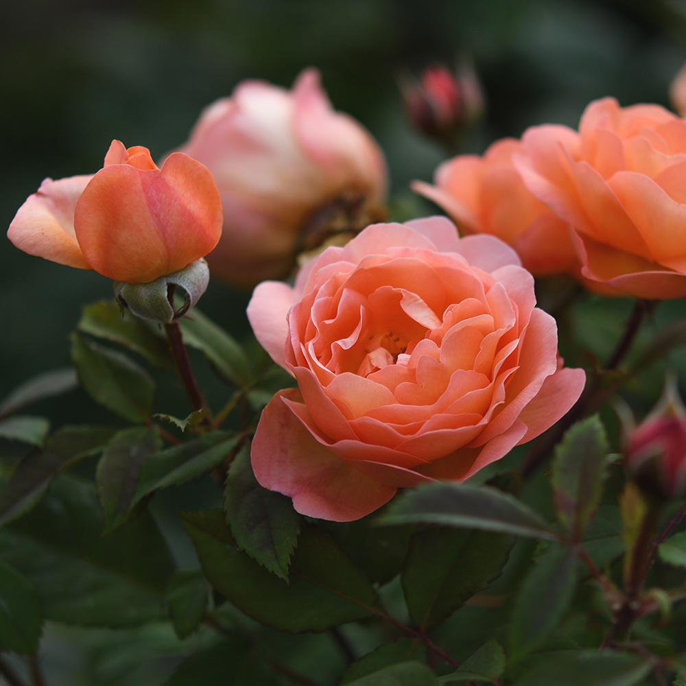 Monivuotiset ruusut - Pukinmäen puutarha